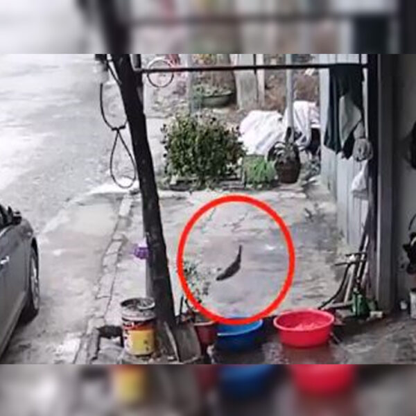 No cabe duda que las habilidades de algunos animales nos dejan sorprendidos y esta historias lo demuestra; pez escapa por el drenaje y recupera su libertad