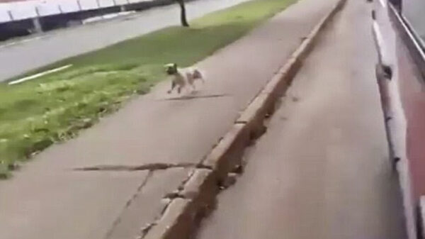 Un perrito se viraliza al perseguir la ambulancia donde trasladaban a su dueño al hospital, los hechos se registraron en la Ciudad de México  