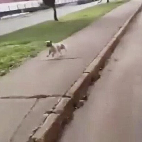 Un perrito se viraliza al perseguir la ambulancia donde trasladaban a su dueño al hospital, los hechos se registraron en la Ciudad de México  