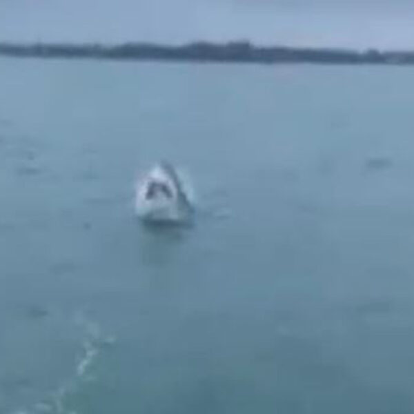 La vida de los hombres del mar en ocasiones está llena de aventuras y eso es precisamente lo que le pasó a un pescador Nueva Zelanda