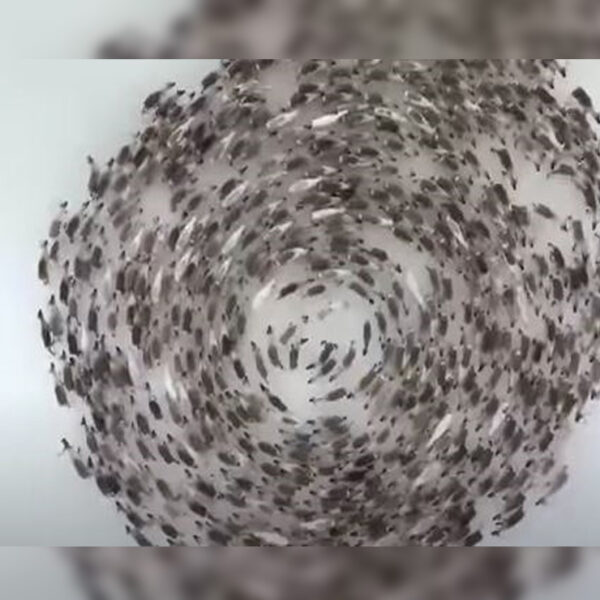 Un video grabado con un dron captó impresionantes imágenes de una manada de renos que muestran un hipnotizaste comportamiento