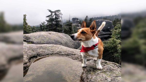 Diego, un perro de raza Jack Russel Terrier, se convirtió en un héroe al descubrir que otro peludo se encontraba en peligro