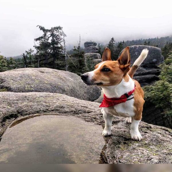 Diego, un perro de raza Jack Russel Terrier, se convirtió en un héroe al descubrir que otro peludo se encontraba en peligro