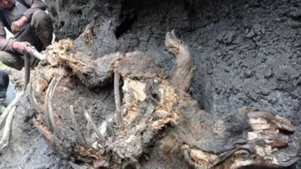 Los restos de un rinoceronte lanudo increíblemente conservado, fue descubierto en una zona conocida como permafrost siberiano