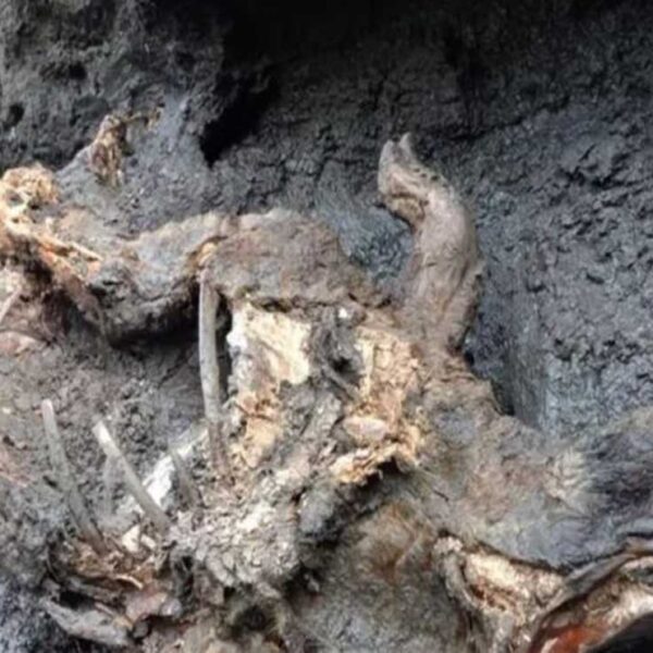 Los restos de un rinoceronte lanudo increíblemente conservado, fue descubierto en una zona conocida como permafrost siberiano