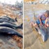 Mueren 60 delfines y otras especies en playas de Ghana.