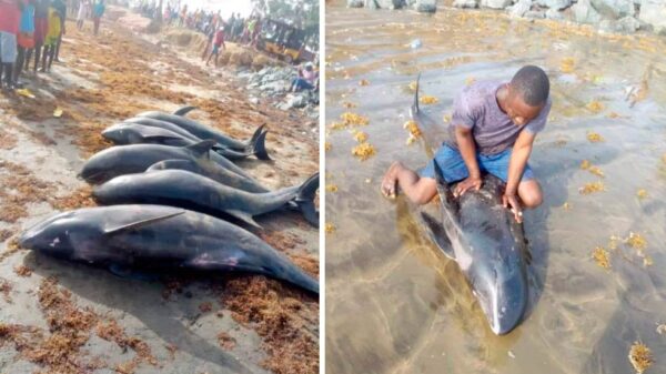 Mueren 60 delfines y otras especies en playas de Ghana.