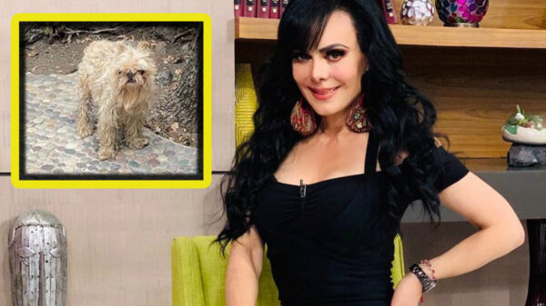 Tunden en redes a Maribel Guardia por mantener descuidado a su perrito