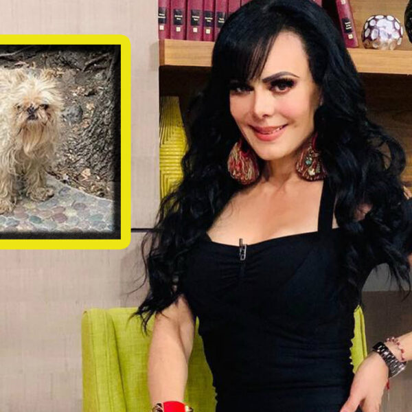 Tunden en redes a Maribel Guardia por mantener descuidado a su perrito
