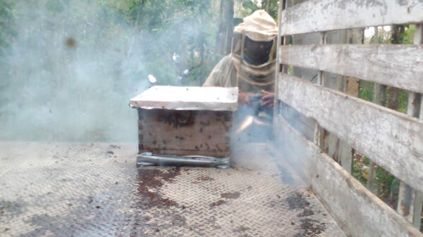 Escape de abejas en zona maya moviliza a elementos de protección civil