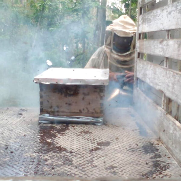 Escape de abejas en zona maya moviliza a elementos de protección civil