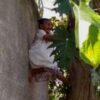 Tizimín: Abuelita se hace viral al subir a un árbol y bajar fruto
