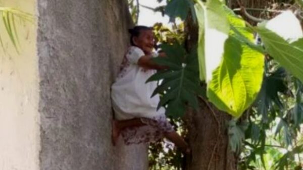 Tizimín: Abuelita se hace viral al subir a un árbol y bajar fruto