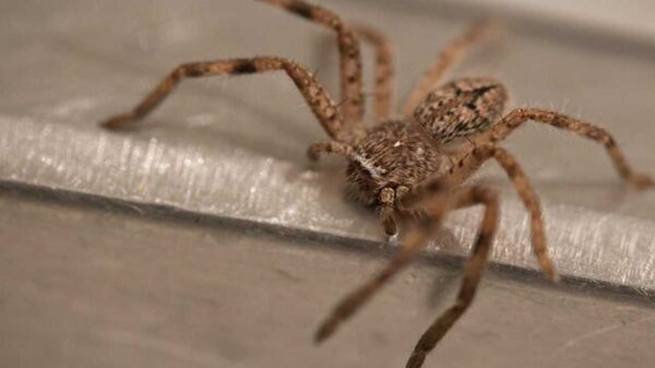 Una enorme araña embarazada que presentaba problemas para dar a luz fue ayudada por una mujer entusiasta de la entomología