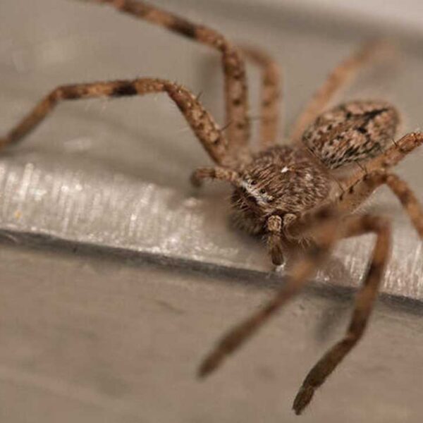 Una enorme araña embarazada que presentaba problemas para dar a luz fue ayudada por una mujer entusiasta de la entomología