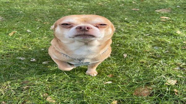 Prancer en un perrito chihuahua que se ha viralizado en redes sociales, luego de que su dueña lo pusiera en adopción por su temperamento
