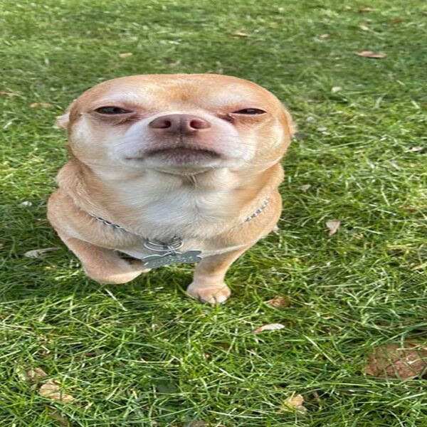 Prancer en un perrito chihuahua que se ha viralizado en redes sociales, luego de que su dueña lo pusiera en adopción por su temperamento