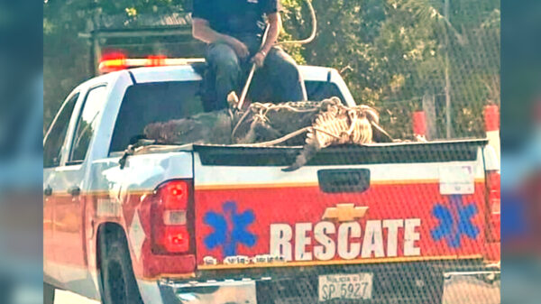 Jubilan al cocodrilo "Chencho" y lo mandan a nuevo hogar