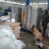Decomisan una tonelada de marihuana en Colima