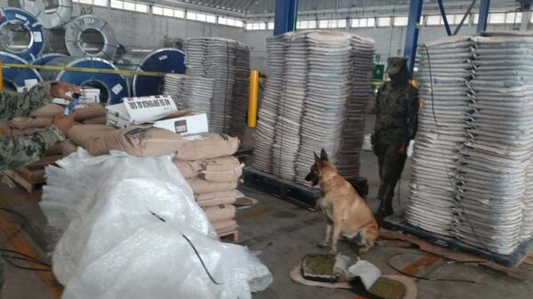 Decomisan una tonelada de marihuana en Colima