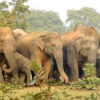 Muere cazador aplastado por una manada de elefantes