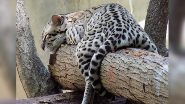 Denuncian escape de un ocelote del Zoológico de Chetumal
