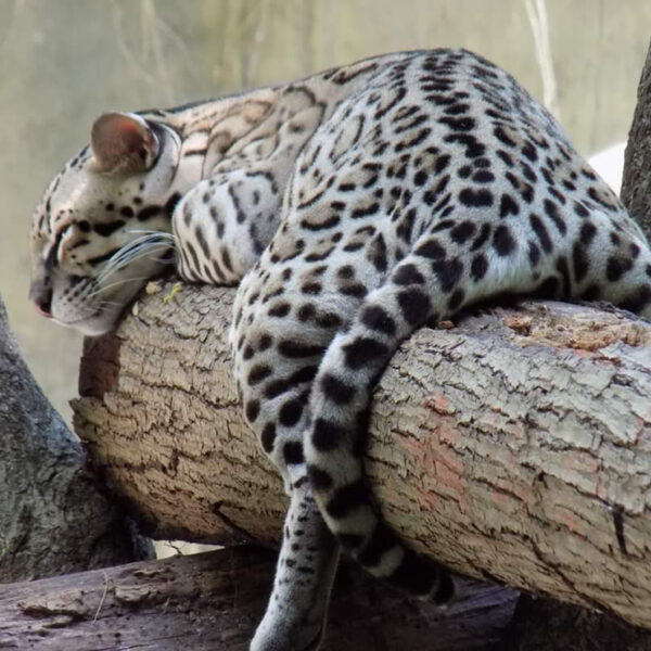 Denuncian escape de un ocelote del Zoológico de Chetumal