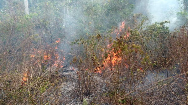 Difundirán a ejidos la NOM-15 sobre quemas agropecuarias