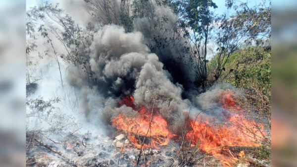 Pululan conatos de incendios forestales en Lázaro Cárdenas