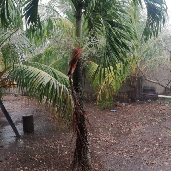 Lluvias dejan sin telefonía celular a Kantunilkín