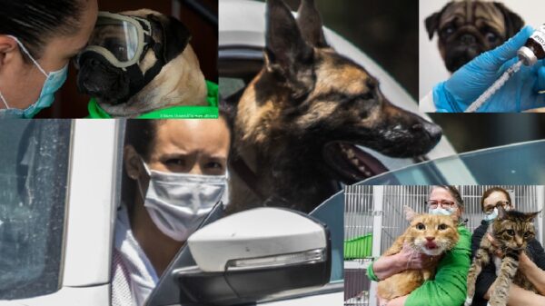 Crea Rusia vacuna contra Covid-19 para mascotas