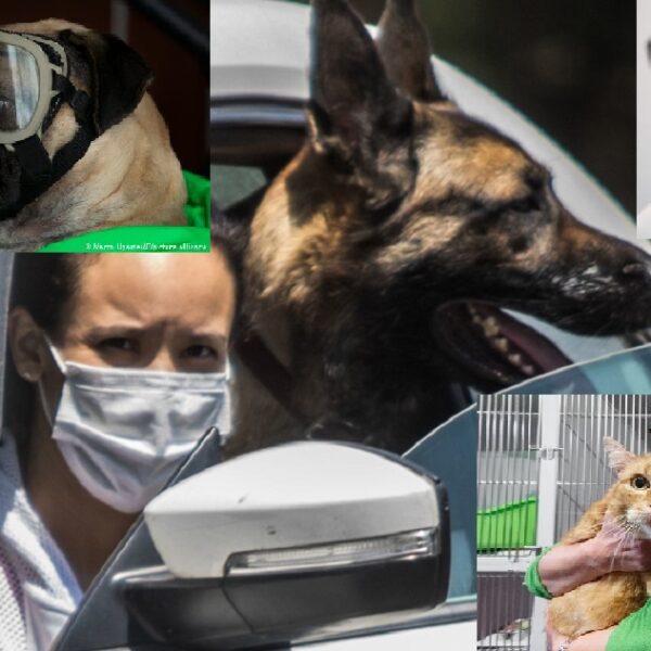 Crea Rusia vacuna contra Covid-19 para mascotas