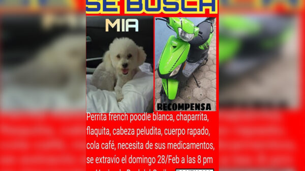 Pareja de Cancún ofrece su moto como recompensa por su perrita perdida