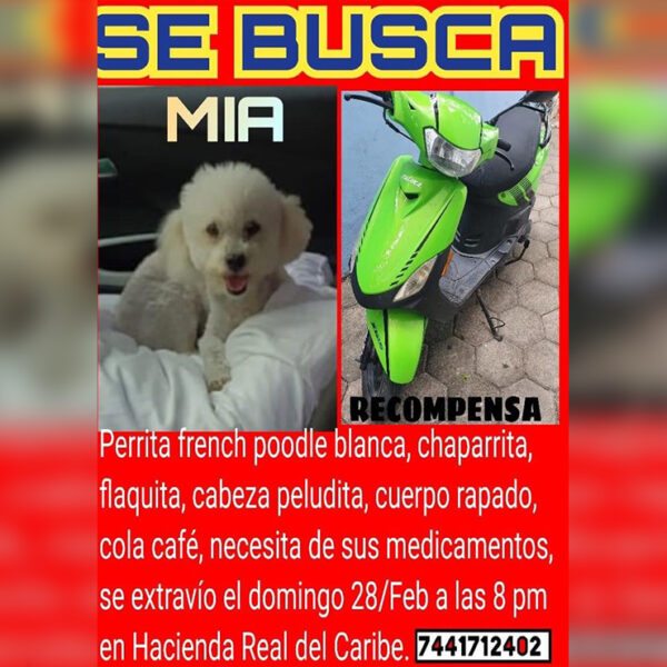 Pareja de Cancún ofrece su moto como recompensa por su perrita perdida