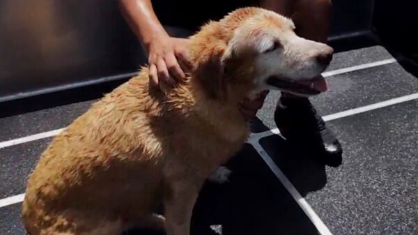 Rescatan a perrita de morir ahogada en mar de Progreso; buscan a sus dueños