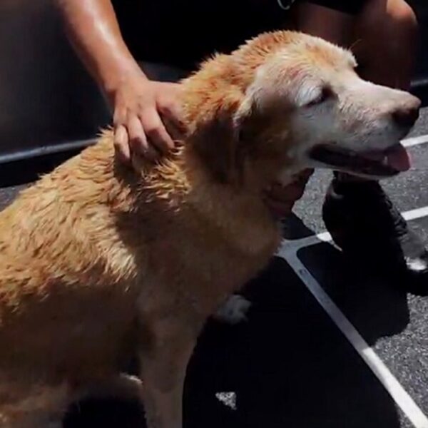 Rescatan a perrita de morir ahogada en mar de Progreso; buscan a sus dueños