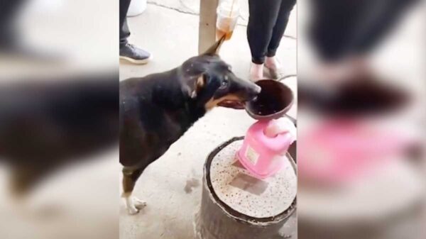 Los perros callejeros no la tiene fácil,, pero algunos peludos la libran gracias a la ayuda de la comunidad