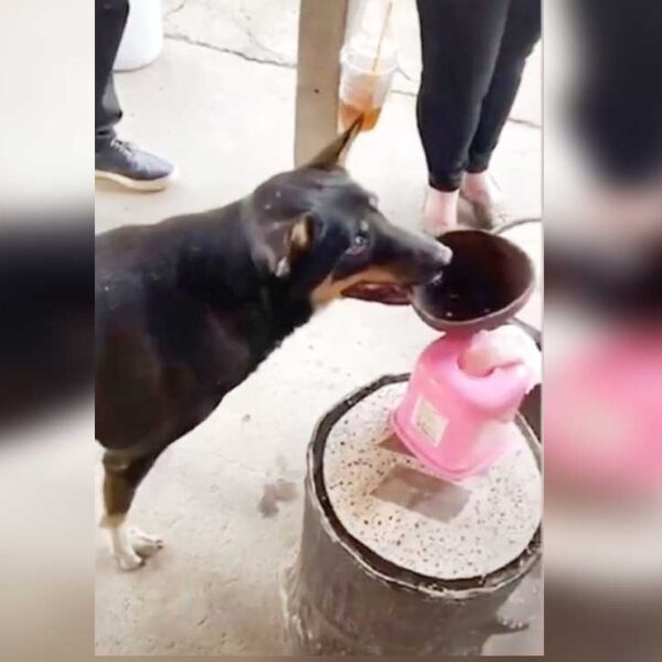 Los perros callejeros no la tiene fácil,, pero algunos peludos la libran gracias a la ayuda de la comunidad