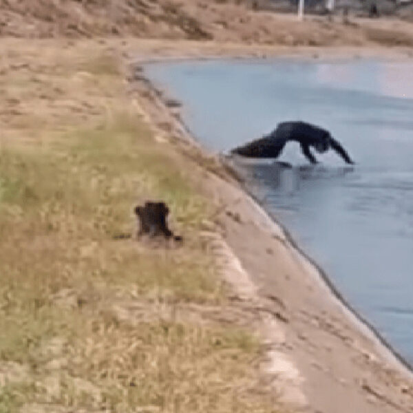 Las historias de policías malandros son las que se viralizan en redes sociales, pero en esta ocasión un elemento del estado de Sinaloa se ganó el corazón de los internautas