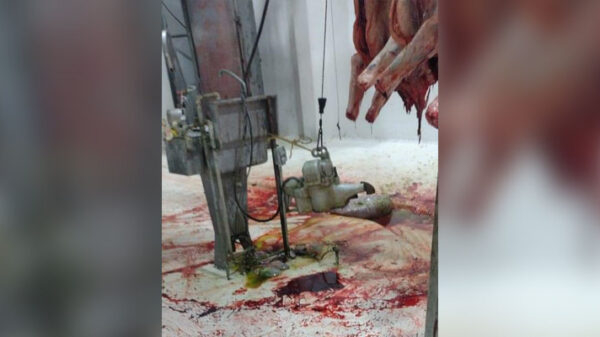 Por insalubre suspenden Rastro Municipal de Othón P. Blanco.