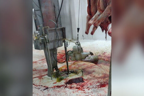 Por insalubre suspenden Rastro Municipal de Othón P. Blanco.