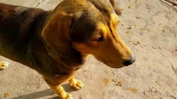 Piden justicia para Rodolfo, perrito asesinado a machetazos en Los Mochis, Sinaloa