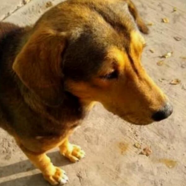 Piden justicia para Rodolfo, perrito asesinado a machetazos en Los Mochis, Sinaloa