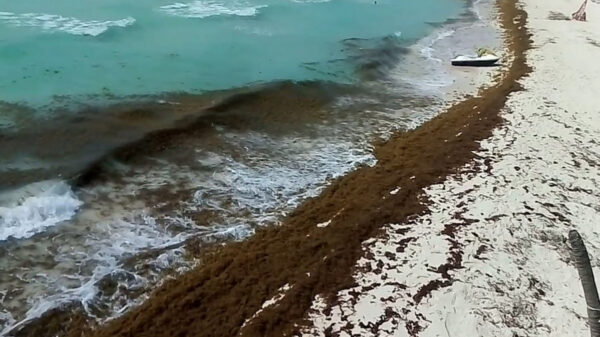 Aumenta recale de sargazo en Playa Del Carmen
