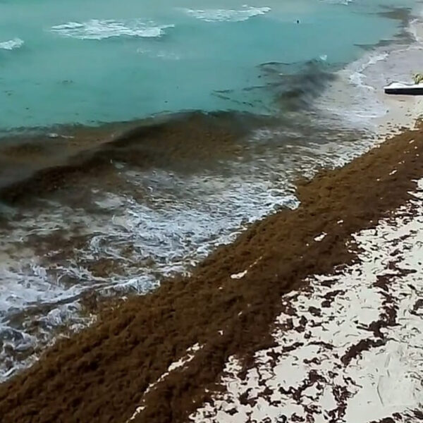 Aumenta recale de sargazo en Playa Del Carmen