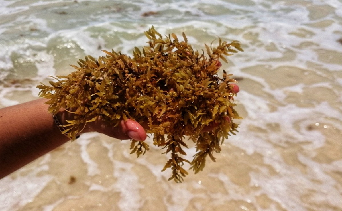 ‘Pineapple gift’, la bebida de la Rivera Maya elaborada a base de sargazo