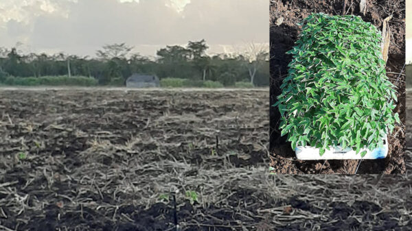 Inicia siembra de papaya Maradol en Kantunilkín