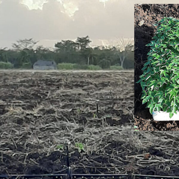 Inicia siembra de papaya Maradol en Kantunilkín