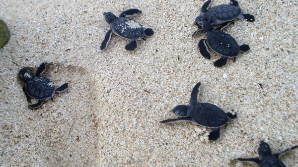 Puerto Morelos listo para temporada de anidación de Tortugas Marinas