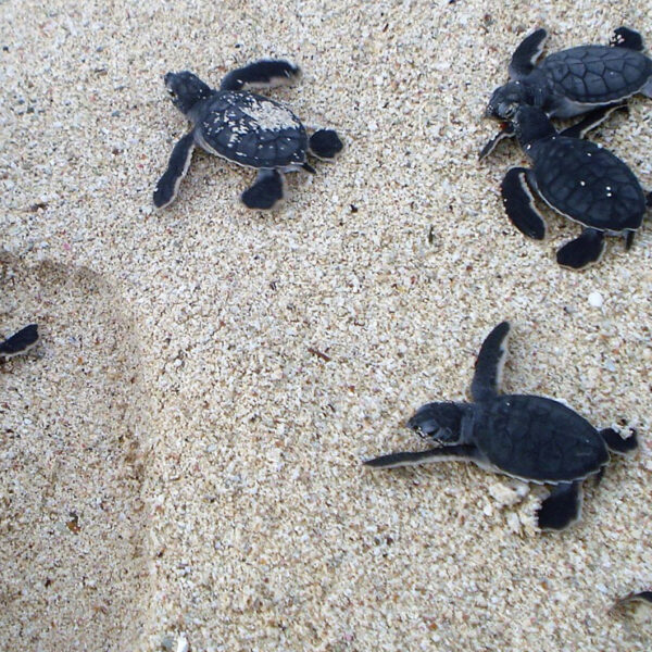 Puerto Morelos listo para temporada de anidación de Tortugas Marinas